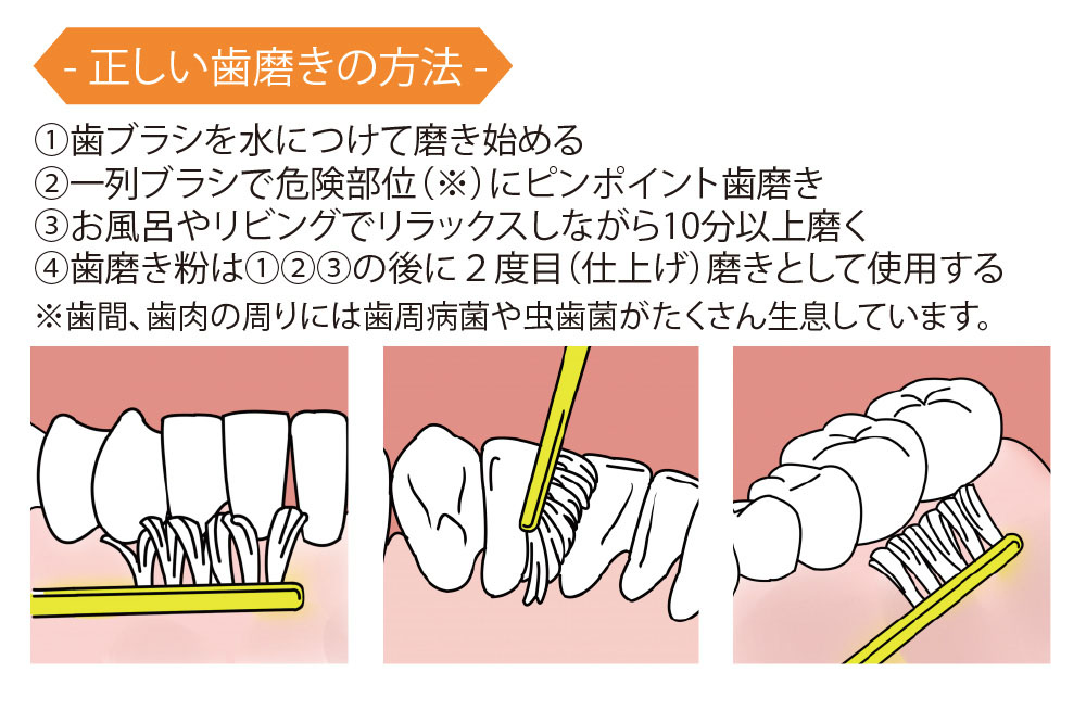歯臓 ワンライン歯ブラシ