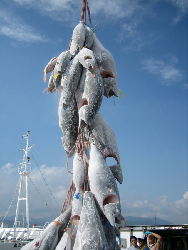 まぐろのチカラ粒