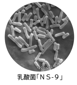NS-9乳酸菌