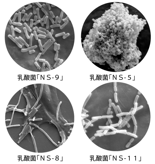 NS-9乳酸菌