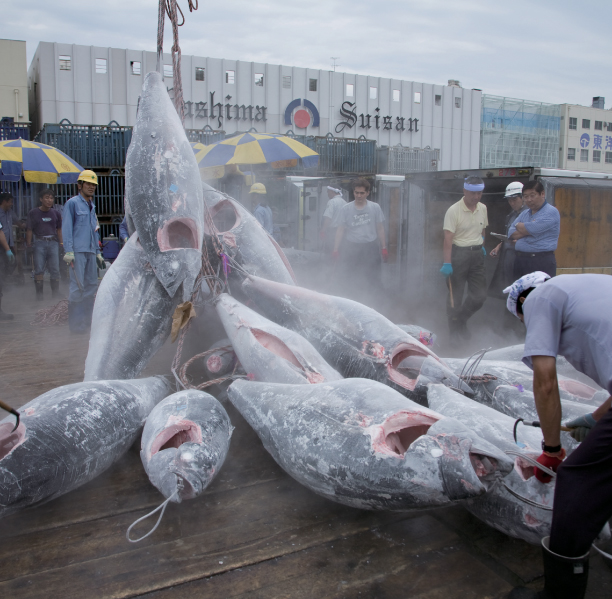 まぐろのチカラ粒