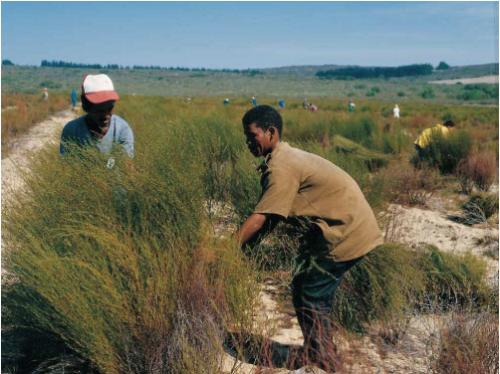 しょうがルイボス